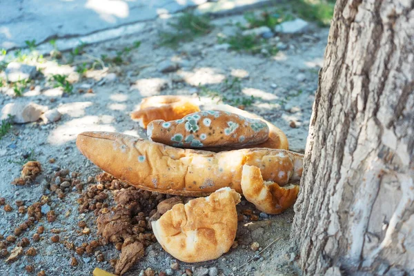 Bread Mold Thrown Out Street Spoiled Old Turkish Loaves Mold — Fotografia de Stock
