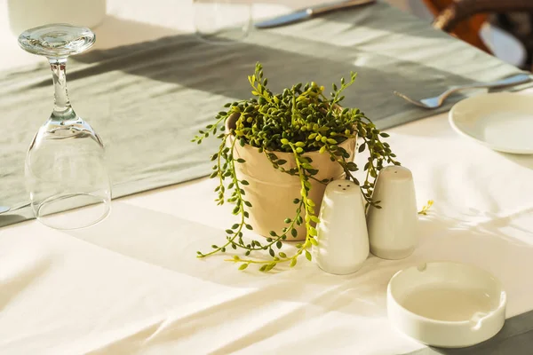 Potted Plant Rowley Crossbill Senecio Rowleyanus Table Setting Serving Wedding — Stock Photo, Image