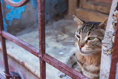 Kedi kapının parmaklıklarının arkasında. Sokak kedisi yakın plan.