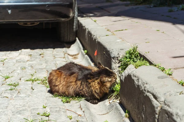 Chat Dort Dans Rue Extérieure Chat Sauvage Errant Istanbul — Photo