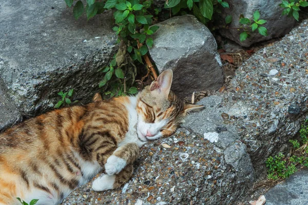 Chat Dort Dans Rue Extérieure Chat Sauvage Errant Istanbul — Photo