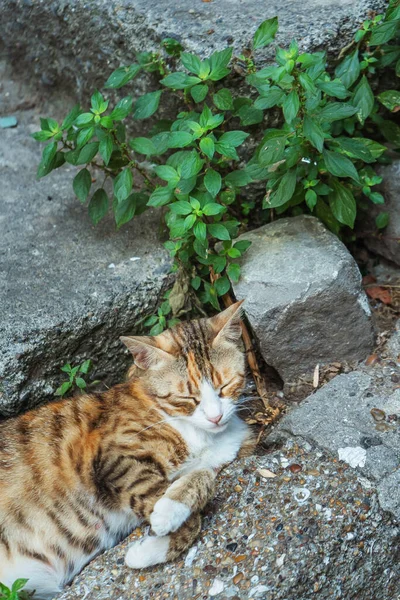 Chat Dort Dans Rue Extérieure Chat Sauvage Errant Istanbul — Photo