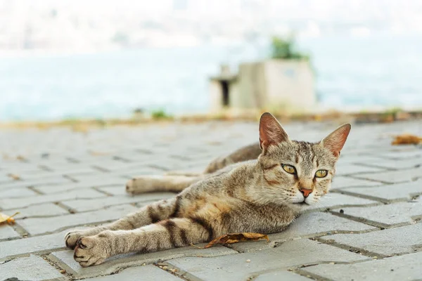 Cat Sleeps Outdoor Street Wild Stray Cat Istanbul — Stock Photo, Image