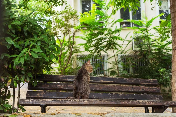 Chat Est Assis Sur Banc Brooding Chat Istanbul — Photo