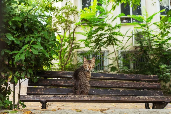 Cat Sitting Bench Brooding Cat Istanbul — Stock Photo, Image