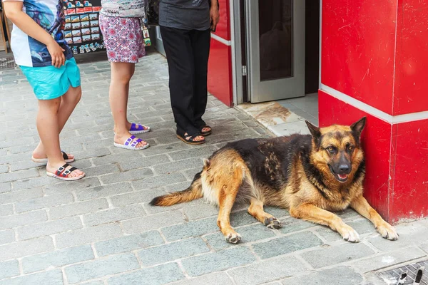 Dog Lying Outdoor Street Stray Purebred Dog Istanbul — Stock Photo, Image