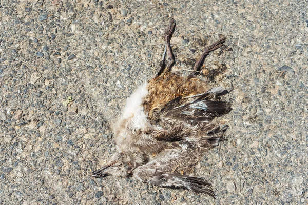 Gorrión Aplastado Carretera Gorrión Atropellado Por Coche Carretera —  Fotos de Stock