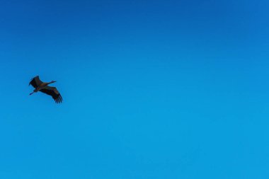 Leylek mavi gökyüzüne doğru uçuyor. Leyleğin uçuşu