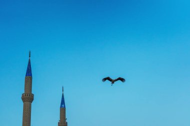 Leylek mavi gökyüzüne doğru uçuyor. Leyleğin uçuşu