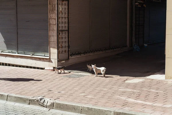 Stanbul Sokaklarında Başıboş Kediler — Stok fotoğraf