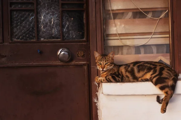 Chat Dort Dans Rue Extérieure Chat Sauvage Errant Istanbul — Photo