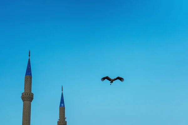 황새는 하늘을 날아간다 황새의 — 스톡 사진