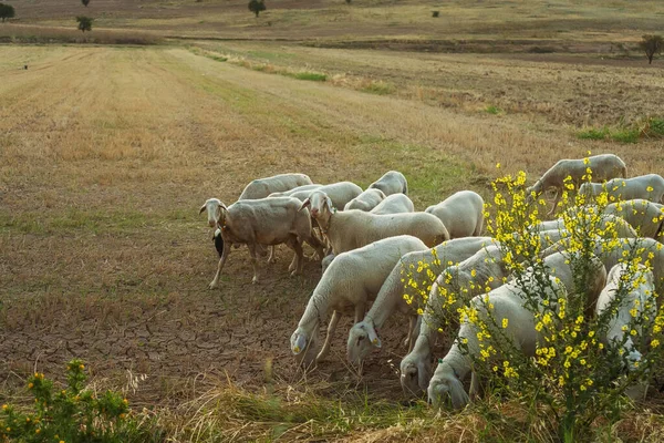 Eine Herde Von Weißen Schafen Weidet Sommer Der Türkei Schafe — Stockfoto