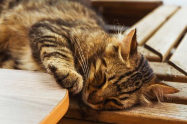 Kedi dışarıda sokakta uyur. İstanbul 'da sokak kedisi