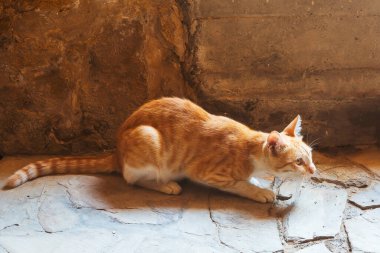 Kızıl bir kedi bir kertenkele yakaladı. Avlı vahşi sokak kedisi