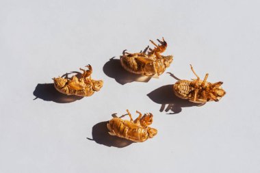 Beyaz arka planda ağustos böceği. Ağustosböceği leşi döküyorum. Ağustos böceğinin koruyucu kabuğu.