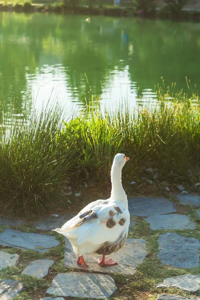 Bílá Hnědá Husa Rybníka Drůbež Břehu Jezera — Stock fotografie