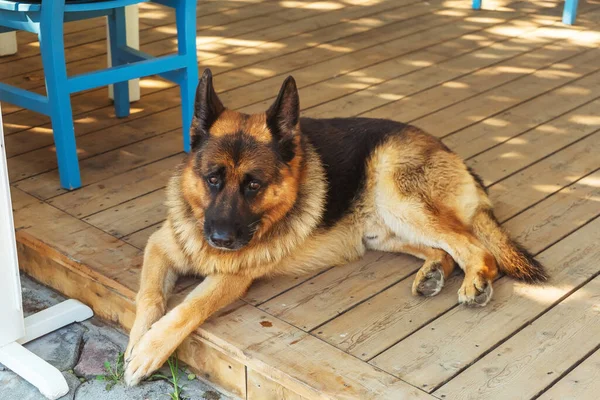Cão Está Deitado Rua Exterior Stray Cão Raça Pura Istambul — Fotografia de Stock