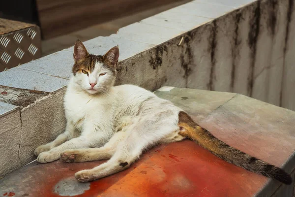 Chat Dort Dans Rue Extérieure Chat Sauvage Errant Istanbul — Photo