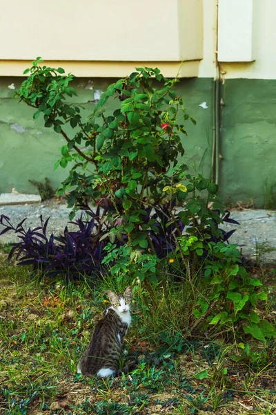 Cat Outdoor Garden Wild Street Stray Cat Background Bushes — Stock Photo, Image