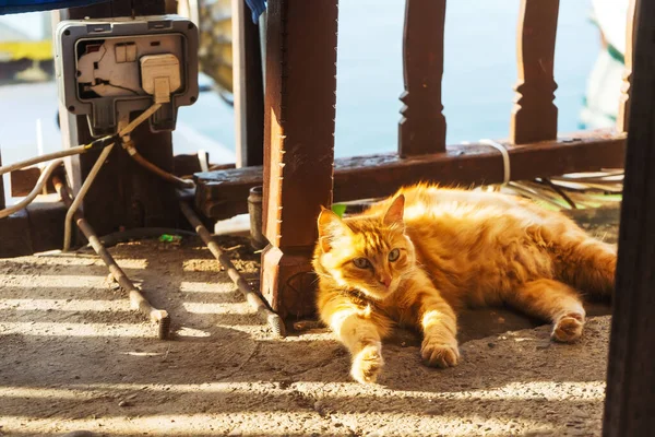 Red cat outdoor. Wild street stray cat