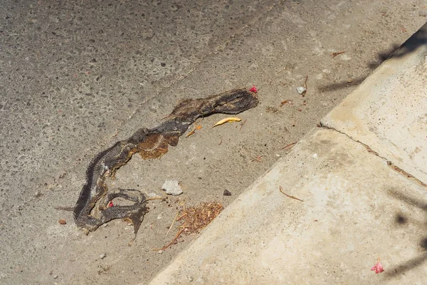 路上被压扁的死蛇一条死蛇在高速公路上 — 图库照片