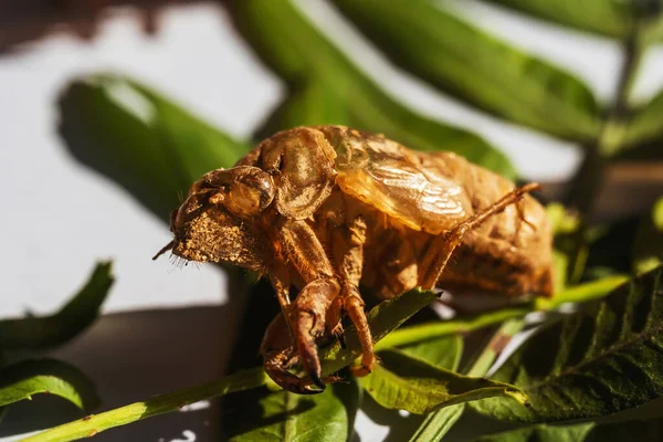 Zikaden Auf Grünen Blättern Häutung Von Zikadenpanzern Schutzhülle Der Zikade — Stockfoto