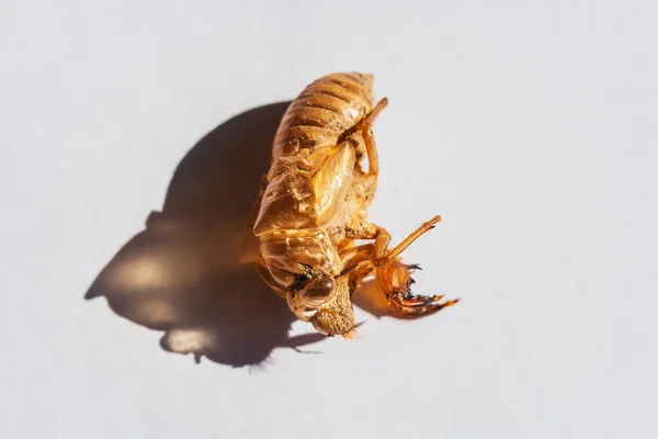 Beyaz Arka Planda Ağustos Böceği Ağustosböceği Leşi Döküyorum Ağustos Böceğinin — Stok fotoğraf