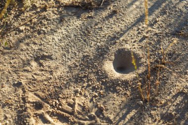 Karınca aslan deliği. Böcekler için kum kapanı. küçük böcekler için huni tuzağı