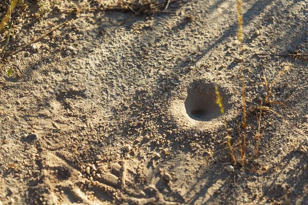 ant lion hole. sand trap for insects. funnel trap for small insects