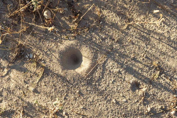 ant lion hole. sand trap for insects. funnel trap for small insects