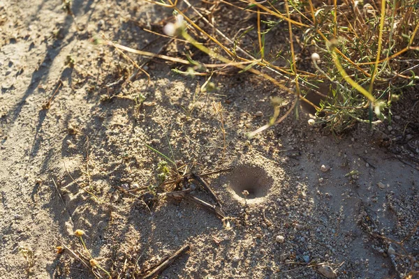 ant lion hole. sand trap for insects. funnel trap for small insects