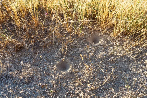 蚂蚁狮子洞昆虫的沙坑 小昆虫漏斗陷阱 — 图库照片