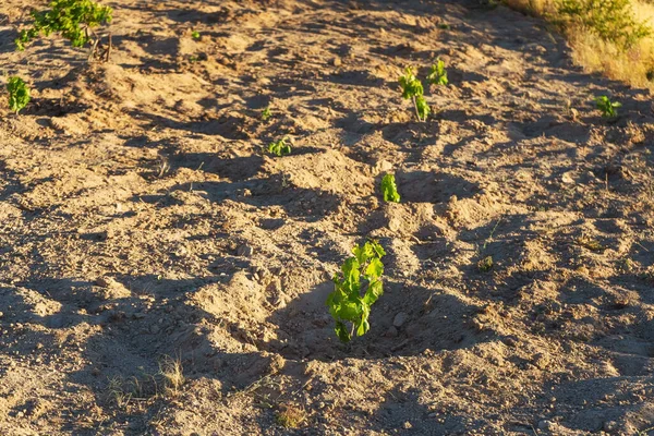 Vinhas Jovens Estepe Capadócia Cultura Antiga Plantar Uvas Uvas Jovens — Fotografia de Stock