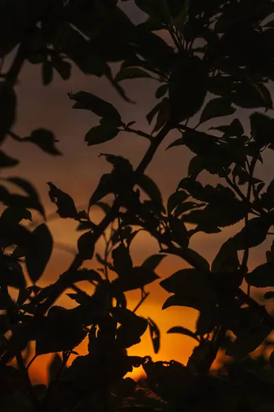 Pflanzensilhouette Vor Einem Schönen Feurigen Himmel Bei Sonnenuntergang Den Bergen — Stockfoto