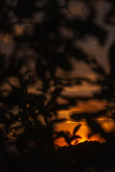 トルコの山の中で日没の美しい燃えるような空に対する植物のシルエット 夕日を背景に枝や葉の質感 — ストック写真
