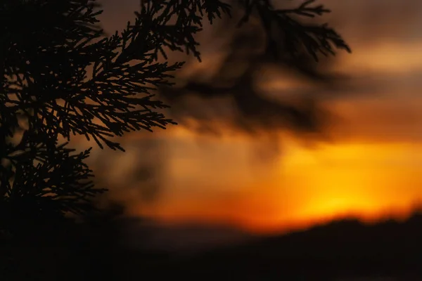 トルコの山の中で日没の美しい燃えるような空に対する植物のシルエット 夕日を背景に枝や葉の質感 — ストック写真