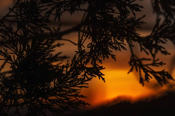 Silueta Plantas Contra Hermoso Cielo Ardiente Atardecer Las Montañas Turquía — Foto de Stock
