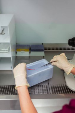 Üreme tıbbının merkezinde dişi bir yumurtayla çalışmak. Yumurtanın tıbbi muayenehanede yapay döllenmesi. Tıbbi bir cihazda dişi yumurtaları dondurmak