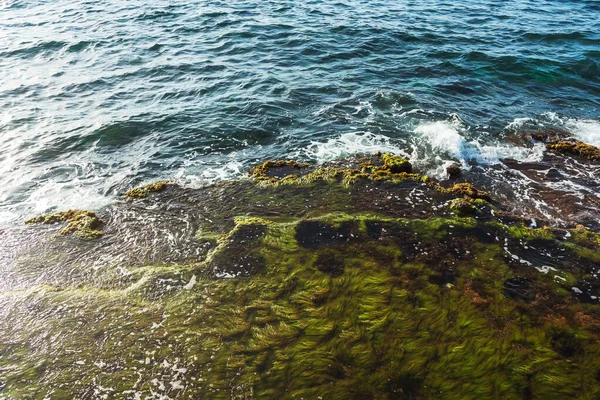 Algae Shore Sea Coast Turkey Texture Mediterranean Sea — Foto Stock