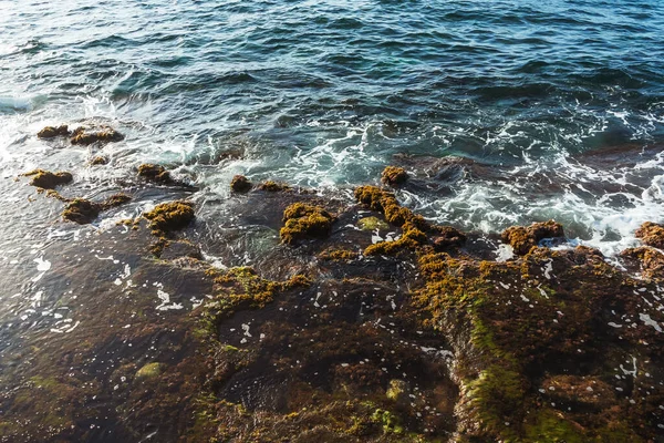 Algae Shore Sea Coast Turkey Texture Mediterranean Sea —  Fotos de Stock
