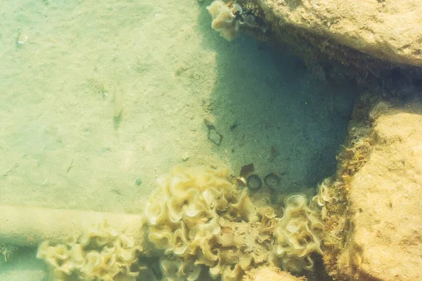Seabed Shore Flora Fauna Mediterranean Sea Garbage Sandy Bottom — Stock Photo, Image