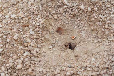 Anthill on the pedestrian sidewalk in the village. Ants colony between pedestrian tiles in Turkey