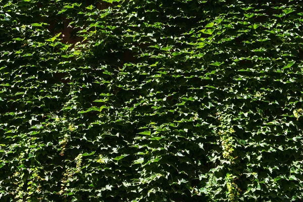 Texture Green Leaves Fence Vine Covered Fence — Foto de Stock