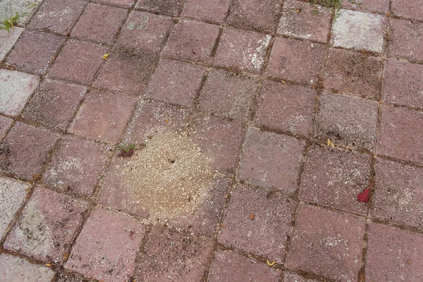 Anthill Pedestrian Sidewalk Village Ants Colony Pedestrian Tiles Turkey — Stock fotografie