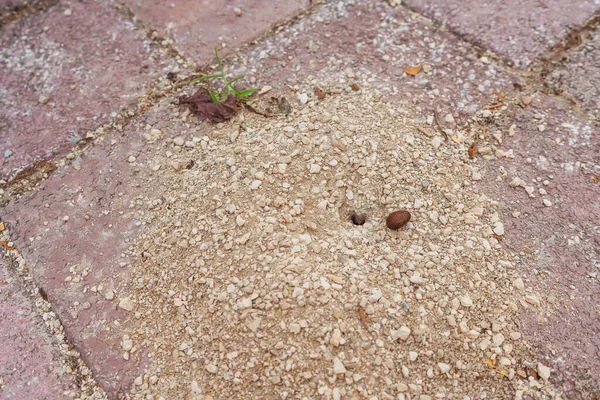 Anthill Pedestrian Sidewalk Village Ants Colony Pedestrian Tiles Turkey — 图库照片