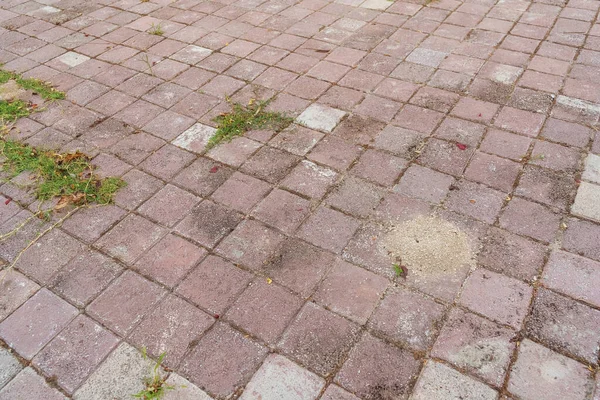 Anthill Pedestrian Sidewalk Village Ants Colony Pedestrian Tiles Turkey — Zdjęcie stockowe