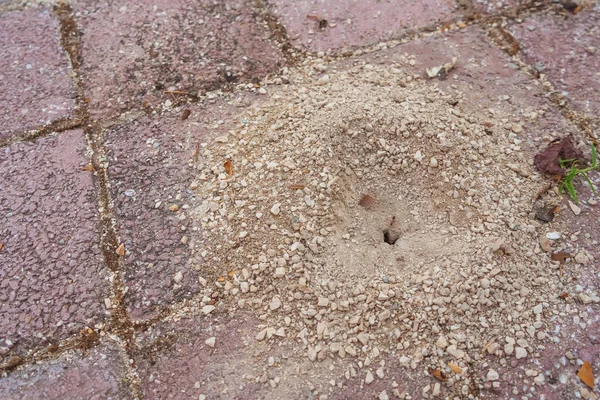 Ανθλ Στον Πεζόδρομο Του Χωριού Αποικία Μυρμηγκιών Μεταξύ Πεζών Στην — Φωτογραφία Αρχείου