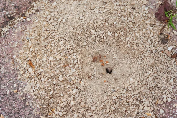 Ανθλ Στον Πεζόδρομο Του Χωριού Αποικία Μυρμηγκιών Μεταξύ Πεζών Στην — Φωτογραφία Αρχείου
