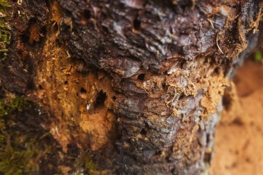 rotten stump eaten by a bark beetle. tree-damaging parasite. insect holes in wood